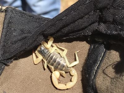 Hadrurus obscurus