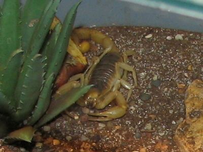 Hadrurus hirsutus