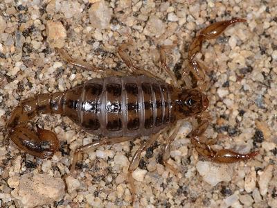 Superstition Mountains scorpion