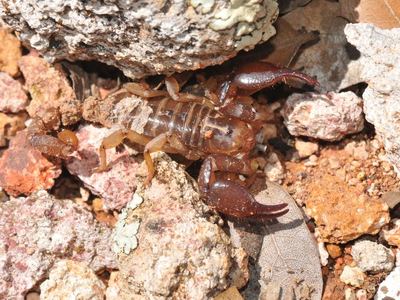 Diplocentrus peloncillensis