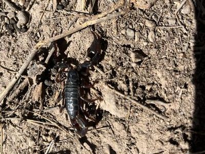 Big Bend scorpion