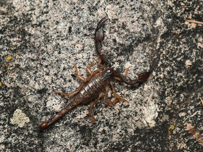 Uroctonus franckei