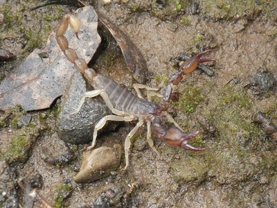 California forest scorpion