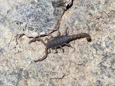 Vorhies' scorpion