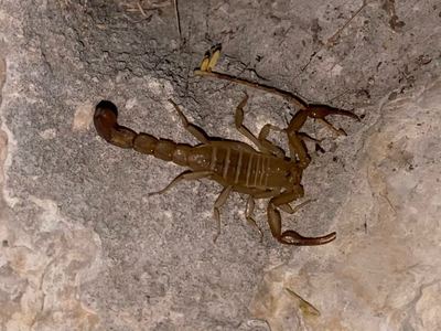 Intermediate scorpion