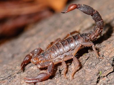 Southern unstriped scorpion