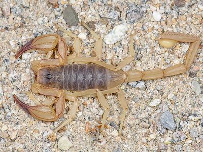 Smeringurus vachoni