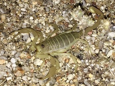 Giant sand scorpion