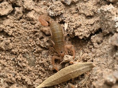Serradigitus gramenestris