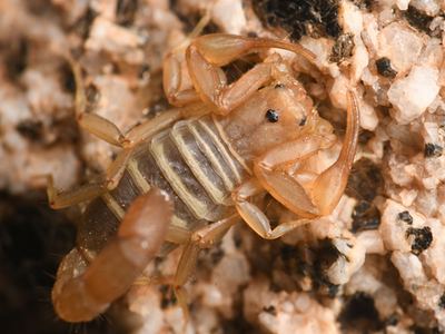 Serradigitus joshuaensis