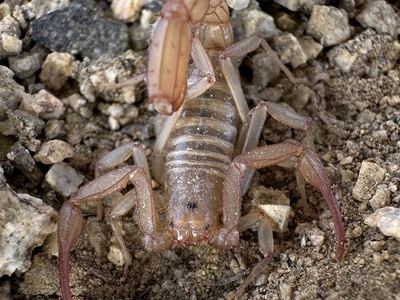 Serradigitus torridus