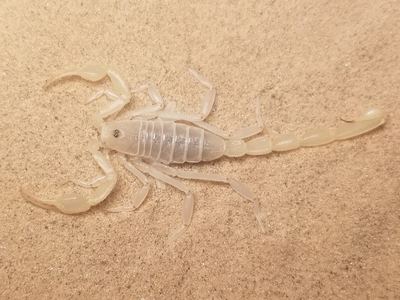 Paruroctonus xanthus