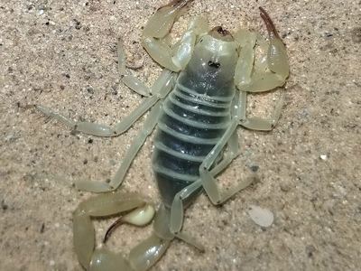 Paruroctonus hirsutipes