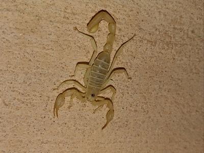 Eastern sand scorpion