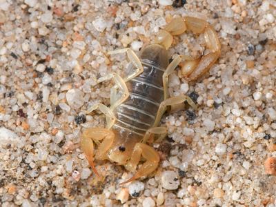 Borrego sand scorpion