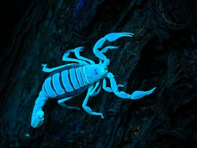 Paruroctonus bantai