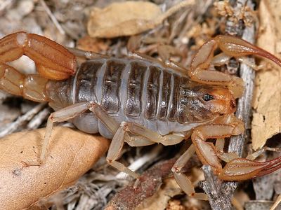 California common scorpion