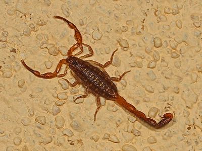 Hentz striped scorpion