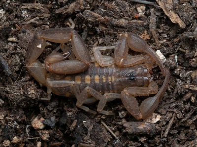 Keys bark scorpion