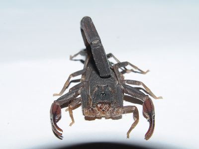 Slenderbrown scorpion