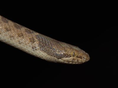 Coast nightsnake