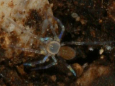 Same family (Leptonetidae): Tayshaneta myopica