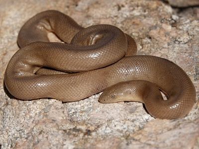 Southern rubber boa
