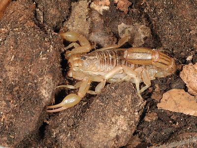 Arizona stripedtail scorpion