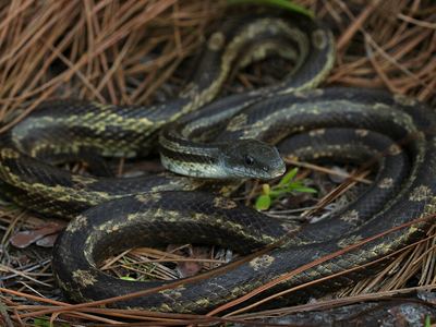 Gray rat snake