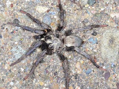 California funnel-web spider