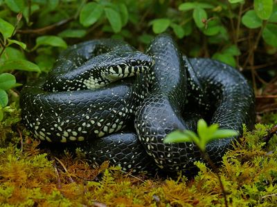 Eastern black kingsnake