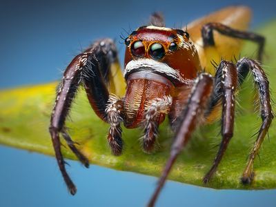 Sylvan jumping spider