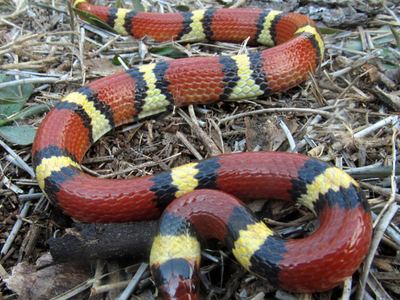 Scarlet kingsnake