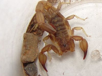 Thick-handed scorpion
