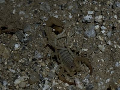 Dune devil scorpion