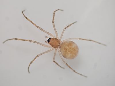 Related species: Agyneta micaria