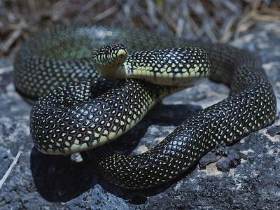 Speckled kingsnake