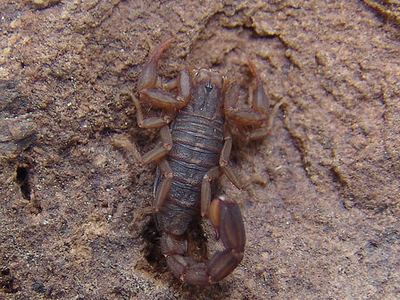Cash's scorpion