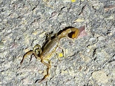 Paravaejovis puritanus