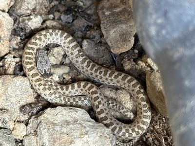 Desert nightsnake