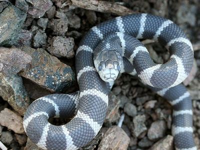 California kingsnake