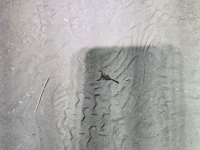 Lesser stripetail scorpion