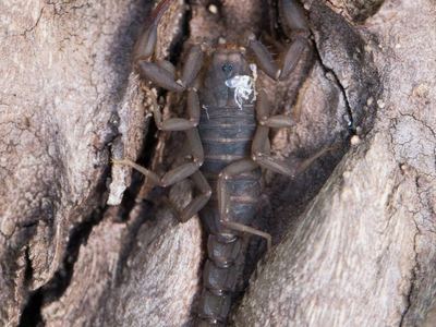 Vaejovis grahami