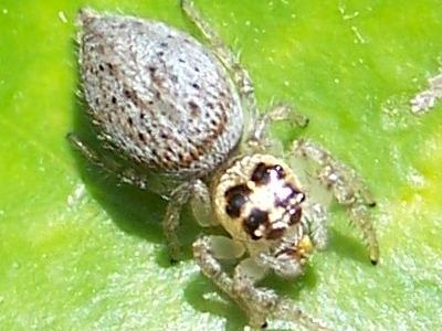 Colonus hesperus