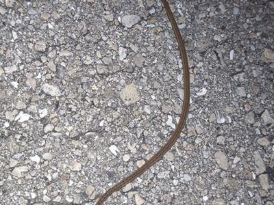 Florida brown snake