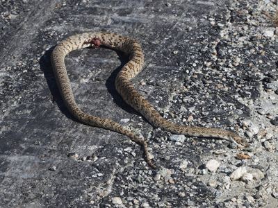 Baja California lyre snake