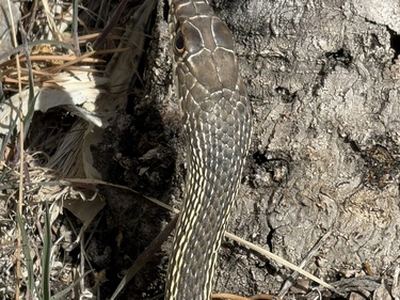 Striped whipsnake