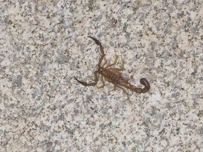 Stahnkeus subtilimanus
