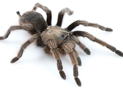 Johnny Cash tarantula