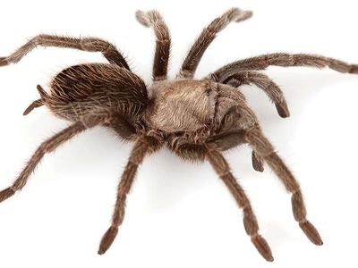 Superstition Mountains tarantula